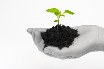 Green sprout in a palm on a white background