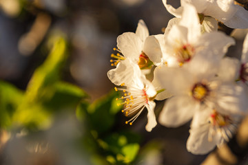 In the frame the blossoming almond tree branches, the background blurred. Daylight. Close.