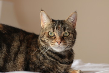 portrait of a cute mature family pet Tabby striped cat resting on a linen bed sheets in a bright room in the family home, Australia