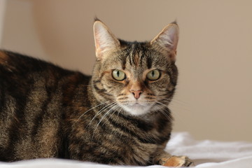 portrait of a cute mature family pet Tabby striped cat resting on a linen bed sheets in a bright room in the family home, Australia