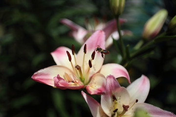 Pink lily and bee