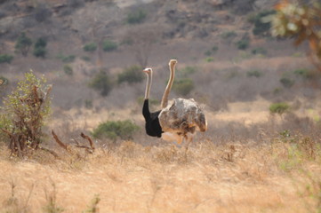 Naklejka premium Africas wildlive and landscapes