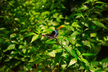 Blue Butterfly in nature