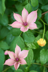 クレマチス　ピンク・ファンタジー