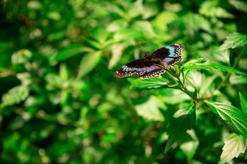 Brilliant Blue Butterfly
