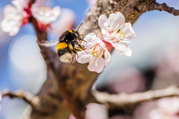 Bumblebee on spring blossoms apricot tree young 