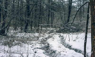 Winter forests