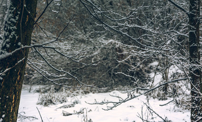 Winter forests