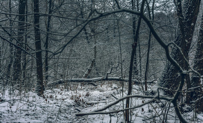 Winter forests