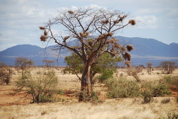 Africas wildlive and landscapes