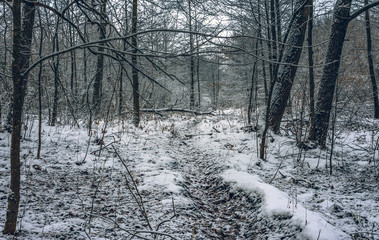 Winter forests