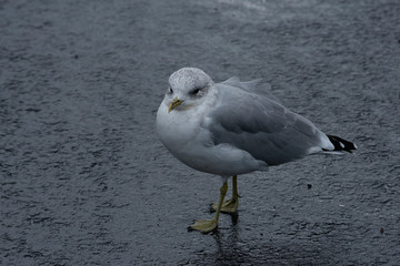 seagull34
