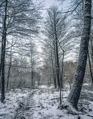 Winter forests