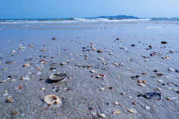 Fototapeta na wymiar Shells on the beach for the background