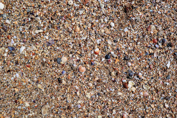 Shells on the beach for the background