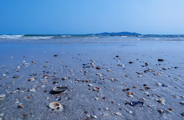 Shells on the beach for the background