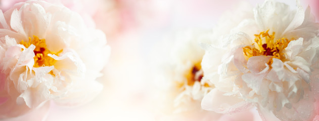 Beautiful peony flowers close-up, macro photography, soft focus. Spring or summer floral background.