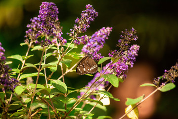 Butterfly in nature