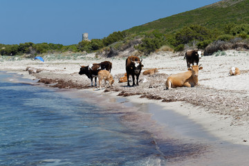 Krowy asące sięna plazy (trawa morska) © Miroslaw