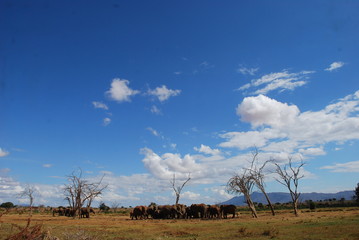 Africas wildlive and landscapes