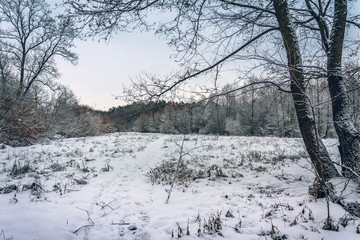 Winter forests