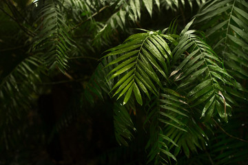 Tropical summer background with jungle palm leaves and sunlight