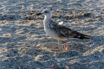 seagull on beach sand