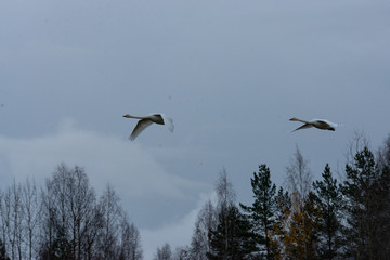 swan34