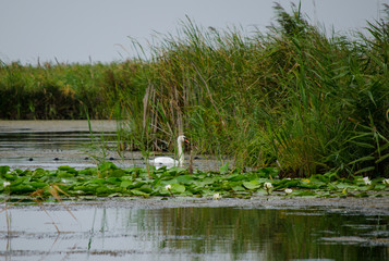 swan in Danube delta
