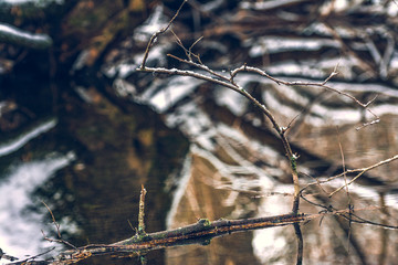 Winter forests