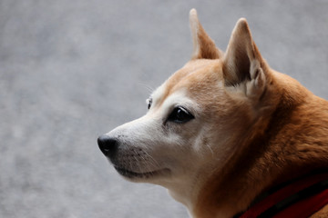 Cute shiba-inu going for a walk (japan)
