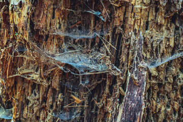 Old rotten wood with dirt and spiderweb