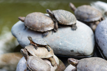 turtles sunbathing