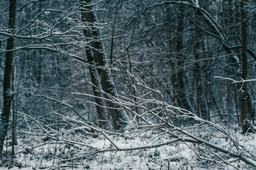 Winter forests