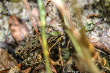 forest animals Dog, Frog, Dragonfly, sparrow, bird