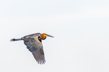 Obraz premium Goliath heron (Ardea goliath) in flight, Murchison Falls National Park, Uganda.