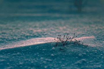 Fields in winter