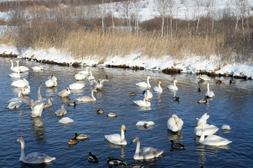 Fototapeta premium Whooper swans on wintering in the south of Western Siberia. Light Lake. The reserve 