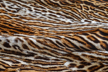 tiger fur background texture