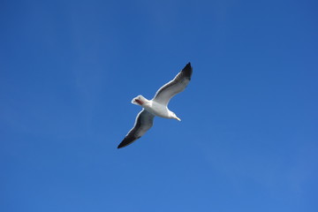 Seagull over the sky (空を飛ぶカモメ)