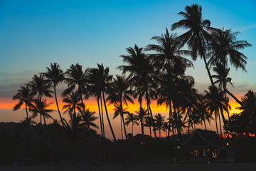 Fototapeta na wymiar Spectacular sunset over palm trees 