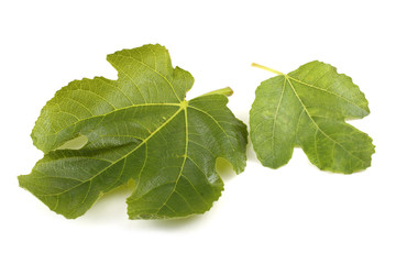 Two fig leaves