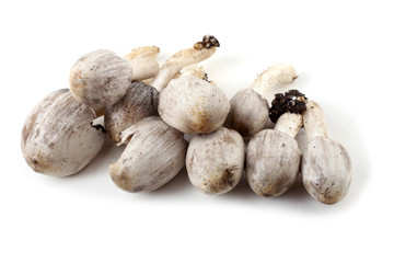 Coprinopsis atramentaria (Inky cap). Chinese medicine use this mushroom. Incompatible with alcohol.