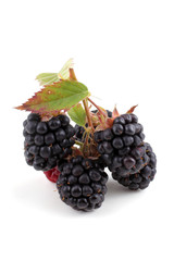 Cluster of blackberries