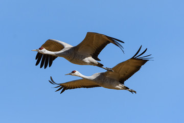 Migrating Greater Sandhill Cranes in Monte Vista, Colorado