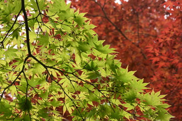 紅葉