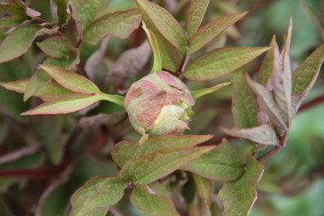 Peony spring flower close bud