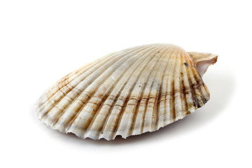 Scallop
