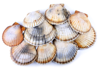 Group of scallops