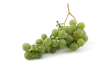 White wine grape